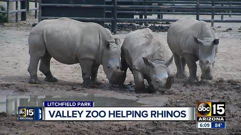Valley zoo helping rhinos facing severe population scares