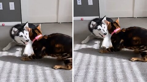 Cat loves wrestling with its dog friend. Watch sweet video