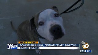 Dog eats marijuana, develops 'scary' symptoms