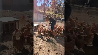 #farmchores #chickens #routine #dailychores #countrylife #simpleliving #homestead #homesteading