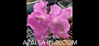 Azalea in Bloom
