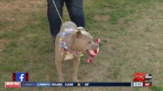 Pet of the Week: Fiona