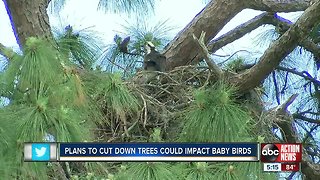 Plans to cut down trees could impact baby birds