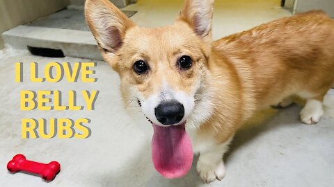 Shinji The Corgi- Quarantine Playtime & Massage + Belly Rubs