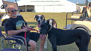 Great Danes Enjoy Being Watch Dogs At Florida Cluster Dog Show