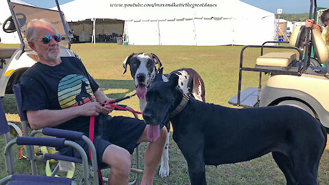 Great Danes Enjoy Being Watch Dogs At Florida Cluster Dog Show