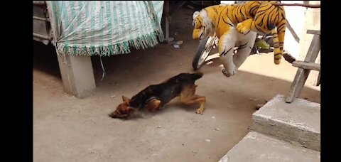 WOW Must watch!! Fake tiger prank dog so funny