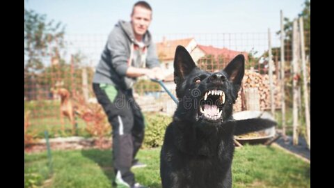 How to make dog become aggressive instantly with few simple tricks