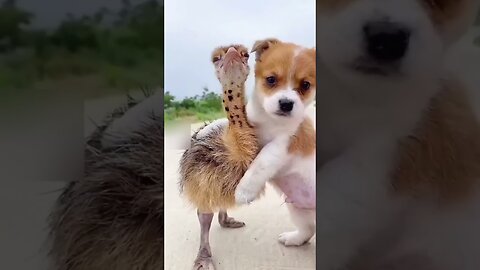 "Hilarious Animals Compilation: Laugh Till You Drop!"