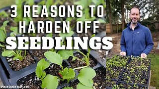 🌱 Reasons to Harden Off Seedlings #shorts | Seedling Care - SGD 340 🌱