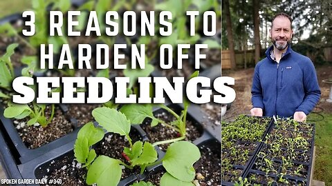 🌱 Reasons to Harden Off Seedlings #shorts | Seedling Care - SGD 340 🌱