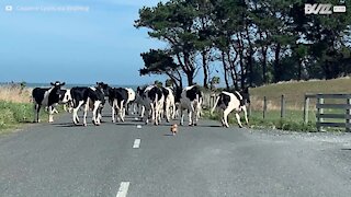 Ce chihuahua se prend pour un chien de berger