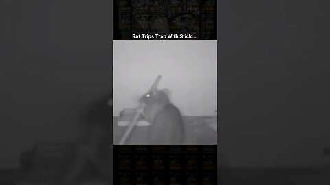 Rat Trips Trap With Stick