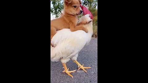 Best funny animal videos 2022