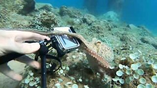 Une pieuvre vole l'appareil photo d'un plongeur