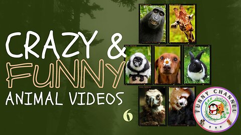 Funny animals 6 | Funny channel