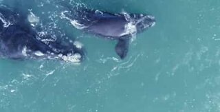 Incredible footage of whales off the coast of South Africa