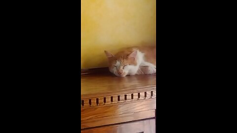 The Sleeping Cat