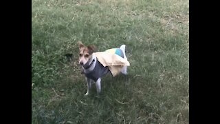 Superdog! AKA Molly