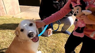 Carly finds Puppy in Park! Great Pyrenees Australian Cattle Dog Mix