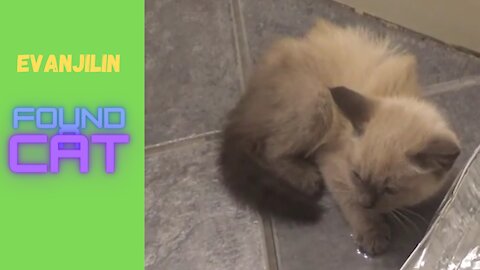 Evanjilin Found a Kitty Cat | Funny Moments Of Evanjalin With Cat