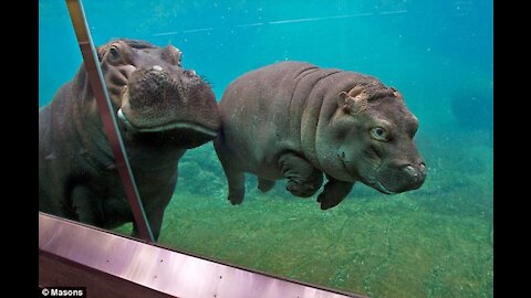 Baby Hippos Swimming - CUTEST ANIMALS