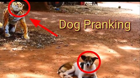🐕 Dog Pranking Funny Video | Dog Funny Video | Dog Comedy Video