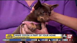 Rescues in Action March 31 | Cocoa craving furever home