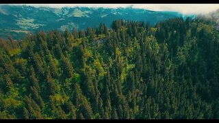 Vuelo sobre Bosque de Pinos - Úsalo Gratis