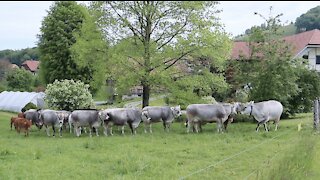 SWISS COWS FORMED A LINE TO GO BACK TO STALLS