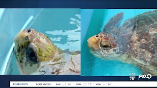 Loggerhead turtles to be released