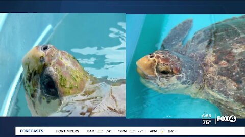 Loggerhead turtles to be released