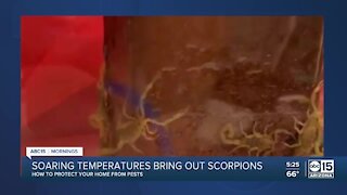 Valley heat means more scorpions