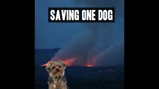 Saving One Dog [GMG Originals]