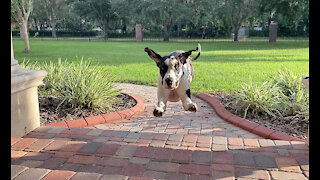Great Danes Give The Greatest Flying Greeting