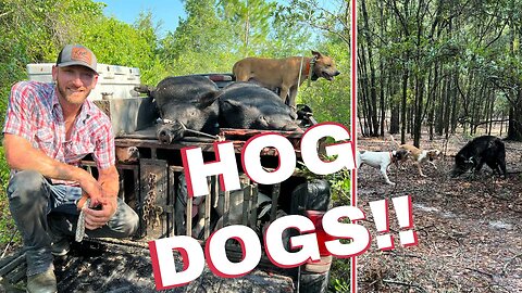 Hunting BIG WILD BOARS with DOGS!