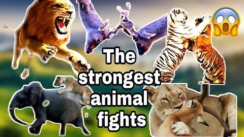 !!!The most powerful animal struggle scenes