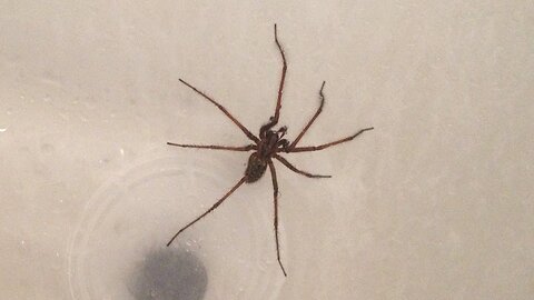 Huge Venomous Hobo Spider in My Shower! And I was late for work!