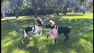 Princess Great Dane Takes Down Werewolf In Halloween Wrestling Match