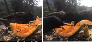Birds eating papaya random video, Amazing