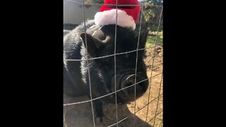 Vlog #80 Christmas Eve Eve and pig in a blanket?