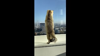 Cat catches a fly on the window of the 22nd floor