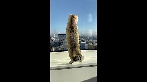 Cat catches a fly on the window of the 22nd floor