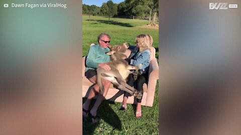 Adopted donkey relaxes on sofa listening to owners' songs