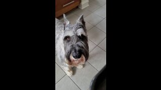 Fafner the Schnauzer gets a french fry