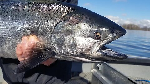 The Spring Chinook Salmon Are COMING!! (Special In Studio Guest.)