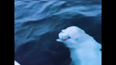 Beluga Whale playing in the wild