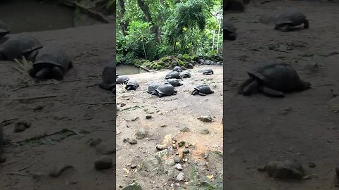 A Group Of Land Turtles Sleeping is Seychelles #Shorts