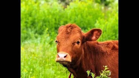 Red Heifer, Temple Mount and PEACE - A Prophetic day indeed