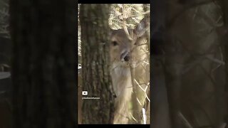 Deer peeking around a tree